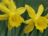 Spring Flowers, Daffodils, Early Spring, Massachusetts Photographic Print