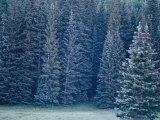 Evergreen Trees on the Edge of a Dense Wood Photographic Print by Raul Touzon