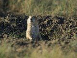 A black-tailed prairie dog peers over the entrance to its burrow Lámina fotográfica A black-tailed prairie dog peers over the entrance to its burrow Lámina fotográfica
