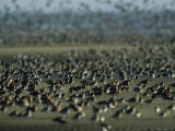 Huge Flock of Migratory Shorebirds, Including Red Knot Sandpipers Photographic Print by Steve Winter