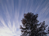 A Skyward View of a Tree against Cirrus Clouds and Blue Sky Photographic Print by Marc Moritsch