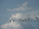 Canada Geese over Red Rocks National Wildlife Refuge, Montana Photographic Print