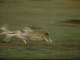 A Cheetah Chases a Gazelle Photographic Print