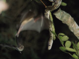 A Cuban Boa Dangles Waiting for a Passing Meal of Bat Photographic Print