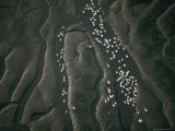 Pelicans and Other Shorebirds Frequent the Tidal Flats of Akanda Photographic Print