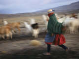 Panned view of an Aymara woman herding llamas in the Atacama Desert Lámina fotográfica Panned view of an Aymara woman herding llamas in the Atacama Desert Lámina fotográfica