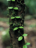 A Slender Vine Creeps up a Moss-Covered Tree Trunk Photographic Print by Tim Laman