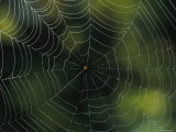Spider Web, Australia Photographic Print