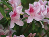 A Bumblebee Visits an Azalea Blossom Photographie par Raymond Gehman