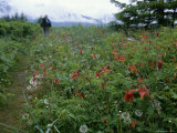 Blooming Red Western Columbines Next to Trail Photographic Print