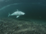 A Beluga Whale Swimming on its Side Photographic Print