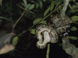 A Cuban Boa Swallows a Bat it Caught Near a Cave Entrance Photographic Print