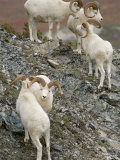 Dalls Sheep in Denali National Park Photographic Print by Paul Nicklen