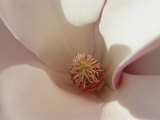 Spring Flowers, Magnolia, Mid-April, Massachusetts Photographic Print by Darlyne A. Murawski
