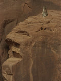 A Mountain Lion Surveys its Domain from Atop a Rock Photographic Print