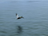 A Pelican Flies Low over Calm Water Photographic Print