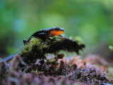 Rough-Skinned Newt Photographic Print