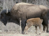 A Female Wood Buffalo Nurses Her Calf Photographic Print by Paul Nicklen