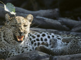 A Female Leopard, Panthera Pardus, with Cubs Snarls at the Camera Photographic Print