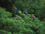 Red-And-Green Macaws in Flight in Madidi National Park Photographic Print by Joel Sartore