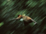 A Proboscis Monkey, Nasalis Larvatus, Leaps Through the Air Photographic Print by Tim Laman