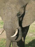 An African Elephant Photographie
