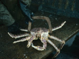 Alaskan King Crab Being Measured Photographic Print by Joseph Rychetnik