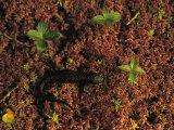 Rough-Skinned Newt Photographic Print by Joel Sartore