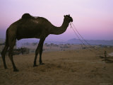 A Tethered Camel Surveys a Desert Camp Scene at Sunrise Photographie