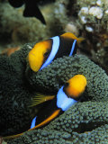A Pair of Orange Fin Anemonefish Sleep Amid Sea Anemone Tentacles Photographic Print by Tim Laman