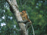 A Well-Muscled Male Proboscis Monkey Climbs a Tree Photographic Print by Tim Laman