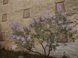 Potala Temple and Lilac Tree Photographic Print