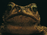 A Close View of the Face of a Toad Photographic Print by Steve Winter