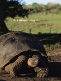 Giant Galapagos Tortoise Photographic Print by Steve Winter