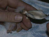 Parrot Fledgling Being Hand-Fed from a Spoon Photographic Print