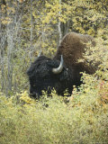 Close View of a Wood Buffalo in Mackenzie Bison Sanctuary Photographic Print by Paul Nicklen