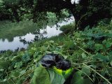 The skull of an extinct Cuban monkey lying on vegetation near water Stampa fotografica di Steve Winter The skull of an extinct Cuban monkey lying on vegetation near water Stampa fotografica di Steve Winter