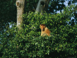A Male Proboscis Monkey Sits in a Cluster of Treetop Foliage Photographic Print by Tim Laman