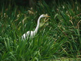 A Great Egret, Casmerodius Albus, Standing in Tall Grasses Photographic Print