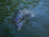 Close View of a Bottlenose Dolphin in Captivity Photographic Print