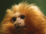 A Portrait of a Golden Lion Tamarin Photographic Print