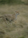 A Cheetah Running Through Grassland in Masai Mara National Reserve Photographic Print by Roy Toft
