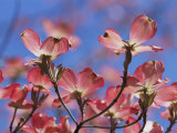 Spring Flowers, Pink Dogwood, Mid-May, Massachusetts Photographic Print
