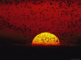 Sandhill Cranes (Grus Canadensis) by the Hundreds Fly Across the Sky Photographic Print