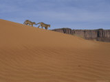 Two Young Mountain Lions Walk Across a Sand Dune Photographic Print