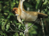 A Juvenile Proboscis Monkey, Nasalis Larvatus, Munches on a Leaf Photographic Print by Tim Laman