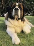 Portrait d'un Saint-Bernard Photographie par Steve Winter