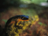Rough-Skinned Newt Photographic Print by Joel Sartore