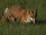 Close View of a Red Fox in Grass Photographic Print