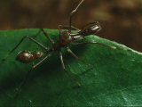 Close View of a Jumping Spider, Myrmarachne Sp Photographic Print